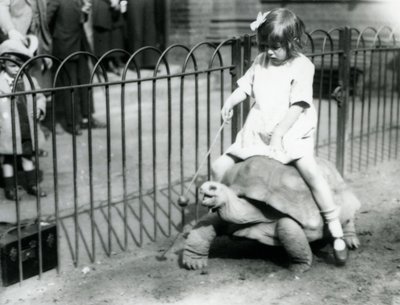 Malá dívka, Betty, drží hůl s jablkem na konci, aby vedla obří želvu, na které jede, Londýnská zoo, 1924 od Frederick William Bond