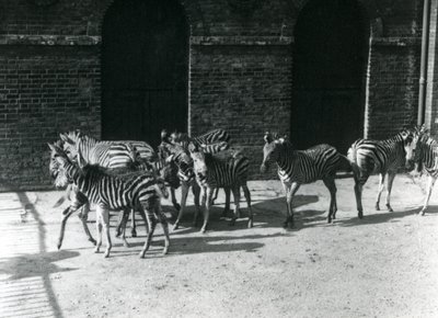 Malé stádo zebry Chapmans v londýnské zoo v roce 1924 od Frederick William Bond