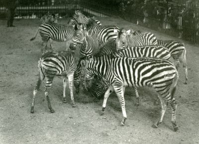 Malé stádo zeber Chapmanových, včetně mláďat, Londýnská zoo v roce 1923 od Frederick William Bond