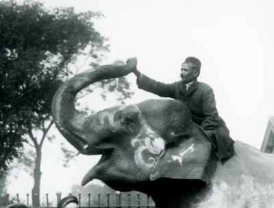 Trenér sedící obkročmo na krku zdobeného indického slona a natahující se dopředu, aby držel konec jeho obráceného chobotu, Londýnská zoo, 1927 od Frederick William Bond