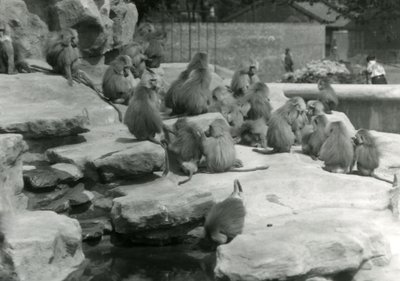 Skupina posvátných paviánů, včetně jednoho pijícího z bazénu, mezi skalami „Monkey Hill“, londýnské zoo od Frederick William Bond