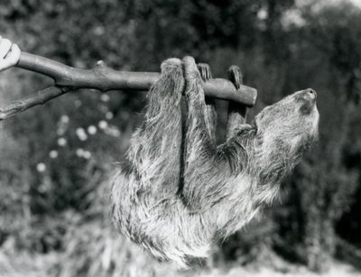 Lenochod dvouprstý visící na uříznuté větvi, kterou drží chovatel, Londýnská zoo, září 1925 od Frederick William Bond