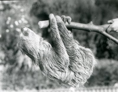 Lenochod dvouprstý visící na uříznuté větvi, kterou drží chovatel, Londýnská zoo, září 1925 od Frederick William Bond