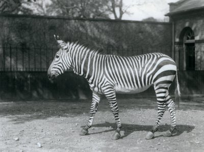 Zranitelná zebra Hartmanova stojící ve výběhu v londýnské zoo od Frederick William Bond