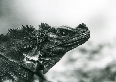Zranitelná ještěrka Sailfin v londýnské zoo v roce 1928 (černobílá fotografie) od Frederick William Bond
