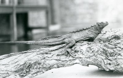 Zranitelná ještěrka plachetní odpočívá na kládě v londýnské zoo v roce 1928 (čb fotografie) od Frederick William Bond
