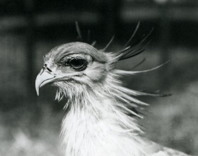 Zranitelný Secretary Bird nebo Secretarybird, v londýnské zoo v roce 1928 (černobílá fotografie) od Frederick William Bond