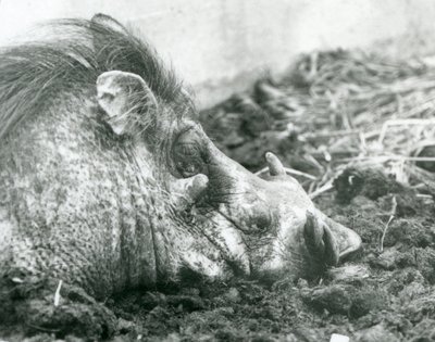 Prase bradavičnaté odpočívá v bahně v londýnské zoo, 1927 od Frederick William Bond