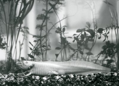 Bílý axolotl /mlok mexický spočívající na štěrku na podlaze nádrže v londýnské zoo v roce 1928 (černobílá fotografie) od Frederick William Bond