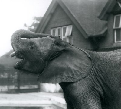 Mladý slon africký s chobotem zvednutým na čelo, Londýnská zoo, srpen 1925 od Frederick William Bond