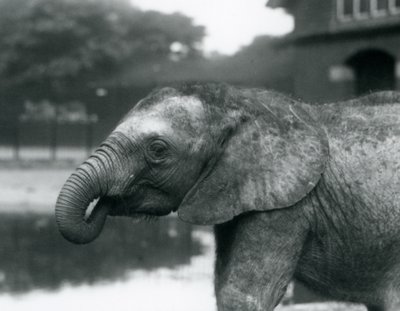 Mladý slon africký s koncem chobotu v tlamě, Londýnská zoo, srpen 1925 od Frederick William Bond