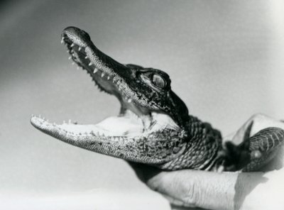 Mladý aligátor držený kolem krku jeho chovatelem, londýnská zoo, srpen 1928 (černobílá fotografie) od Frederick William Bond