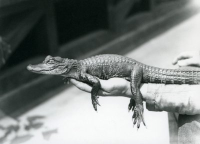 Mladý aligátor držel v ruce jeho chovatel, londýnská zoo od Frederick William Bond