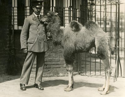 Mládě velblouda dvouhrbého, které se narodilo ve zvěřinci se svým chovatelem, londýnskou zoo od Frederick William Bond