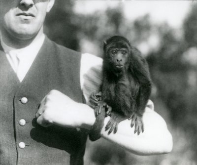 Mládě černé opice Howler Monkey sedí na ruce muže s předlouhým ocasem omotaným kolem jeho zápěstí, Londýnská zoo, 1923 (čb fotografie) od Frederick William Bond