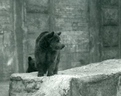 Mladý medvěd hnědý v londýnské zoo, červen 1914 od Frederick William Bond