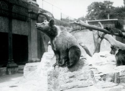 Mladý medvěd hnědý sedí na skále v popředí, další jde za ním a třetí spí na větvi, Londýnská zoo, srpen 1913 od Frederick William Bond