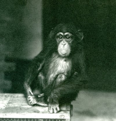 Mladý šimpanz sedící na dřevěné bedně v londýnské zoo v roce 1924 (černobílá fotografie) od Frederick William Bond