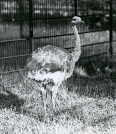 Mladý Darwinův/Malý Rhea stojící na trávě, vedle plotu svého výběhu, londýnská zoo od Frederick William Bond