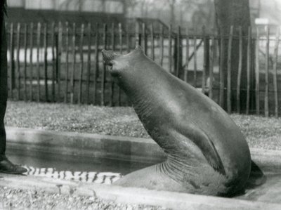 Mladý tuleň sloní dosahující dozadu, londýnská zoo od Frederick William Bond