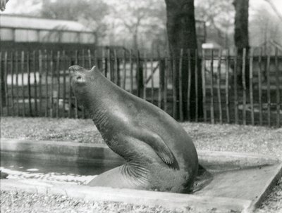 Mládě tuleně sloního natahující se dozadu, Londýnská zoo od Frederick William Bond