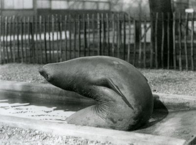 Mladý tuleň sloní dosahující dozadu, londýnská zoo od Frederick William Bond