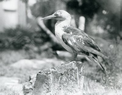 Mladý Gannet stojící na pařezu v londýnské zoo v roce 1929 (černobílá fotografie) od Frederick William Bond