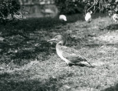 Mladý Gannet stojící na trávě v londýnské zoo v září 1927 od Frederick William Bond