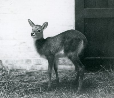 Mládě lechwe stojící na seně, Londýnská zoo, leden 1926 od Frederick William Bond