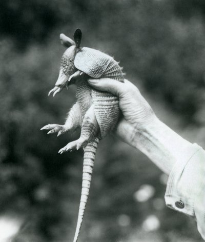 Mladý pásovec devítipásý Pásovec dlouhonosý držený v ruce chovatele, Londýnská zoo, srpen 1926 od Frederick William Bond