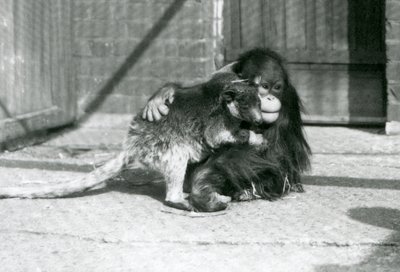 Mladý orangutan objímá stromového klokana v londýnské zoo v roce 1927 (černobílá fotografie) od Frederick William Bond
