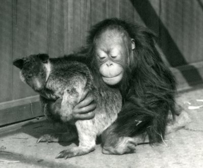 Mladý orangutan objímá stromového klokana v londýnské zoo v roce 1927 od Frederick William Bond