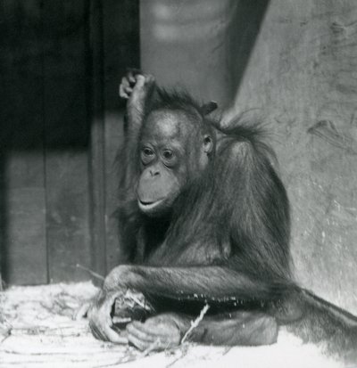 Mladý orangutan sedící ve výběhu v londýnské zoo, říjen 1925 od Frederick William Bond