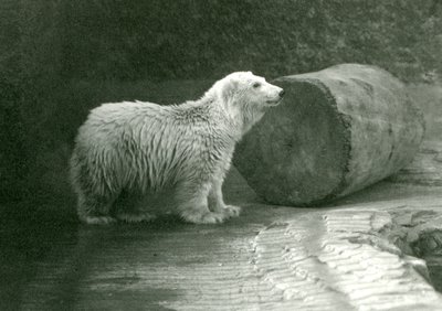 Mladý lední medvěd v londýnské zoo v listopadu 1924 od Frederick William Bond