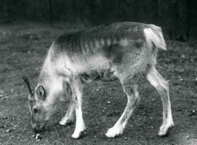 Mladý sob v londýnské zoo, 1925 od Frederick William Bond