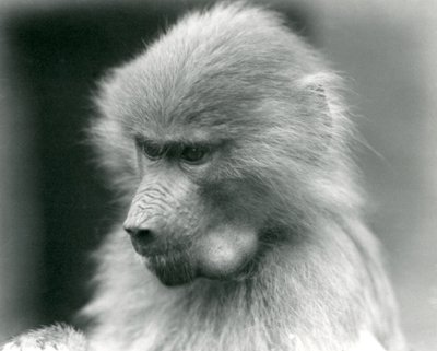 Mladý pavián posvátný s plným lícním vakem, Londýnská zoo, 1925 od Frederick William Bond