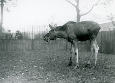 Mladý býk Elk/Moose, s ranami po nedávno shozených parozích, stojící ve svém výběhu v londýnské zoo (černobílá fotografie) od Frederick William Bond