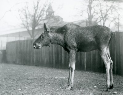 Mladý býk Elk/Moose, s ranami po nedávno shozených parozích, stojící ve svém výběhu v londýnské zoo (černobílá fotografie) od Frederick William Bond