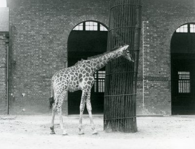 Mladá žirafí samice stojící před stromem, ve výběhu před Giraffe House, London Zoo od Frederick William Bond
