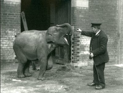 Mladá samice slona indického s chovatelem H. Robertsonem, Londýnská zoo, 22. února 1922 od Frederick William Bond