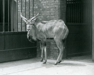 Mladý samec Greater Kudu stojící ve výběhu v londýnské zoo v roce 1929 (černobílá fotografie) od Frederick William Bond
