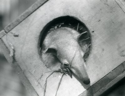 Mladý tamandua vykukuje ze své hnízdní budky, londýnská zoo, duben 1925 od Frederick William Bond