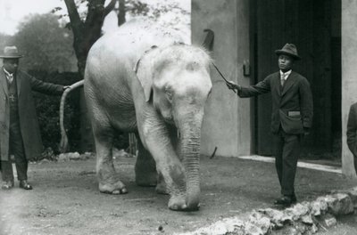Albínský bílý barmský slon Pawah s ošetřovateli včetně Dr. Saw Po Mina, Londýnská zoo, květen 1926 od Frederick William Bond