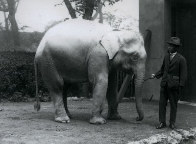 AlbinoWhite Elephant Pawah s Dr. Saw Po Min, Londýnská zoo, květen 1926 od Frederick William Bond