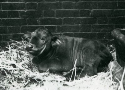 Mládě AfricanCape Buffalo, narozené ve zvěřinci 8. února 1927, ležící na slámě, londýnská zoo, únor 1927 od Frederick William Bond