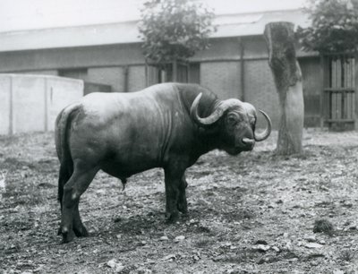 Buvol africký nebo Cape Buffalo, stojící ve svém výběhu v londýnské zoo, 1927 od Frederick William Bond