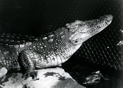Americký aligátor v londýnské zoo v září 1924 od Frederick William Bond