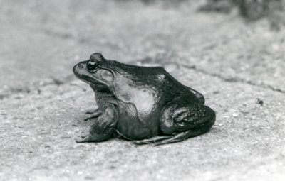 Americká Bullfrog, Londýnská zoo, 1925 od Frederick William Bond