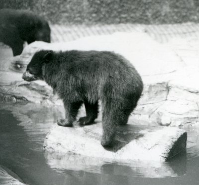 Andský medvěd brýlatý balancující na kládě v kaluži vody, Londýnská zoo, červen 1925 od Frederick William Bond