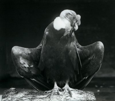 Andský kondor odpočívající na kládě, Londýnská zoo, 1925 od Frederick William Bond